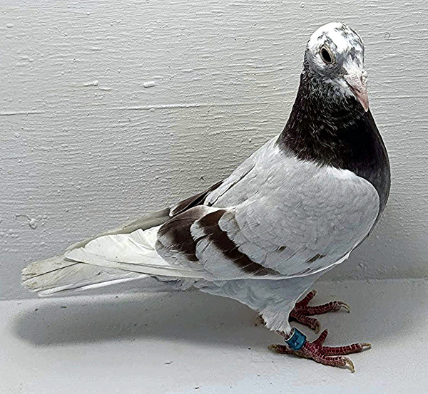 Band: AU 20116 AA 2025